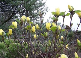 magnolia daphne0